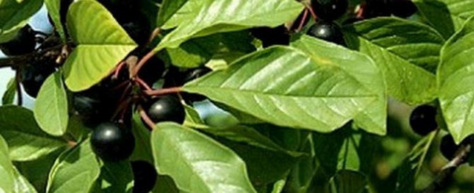 ALDER BUCKTHORN (Frangula alnus)