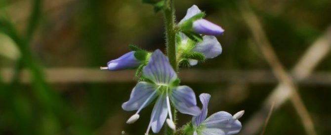 COMMON SPEEDWELL (Veronica officinalis)