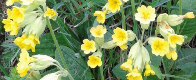 COWSLIP (Primula veris)