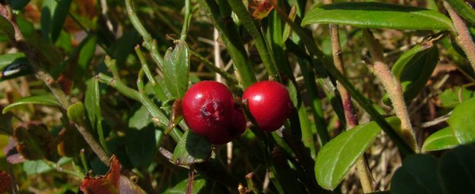 LINGONBERRY (Vaccinium vitis-idaea)