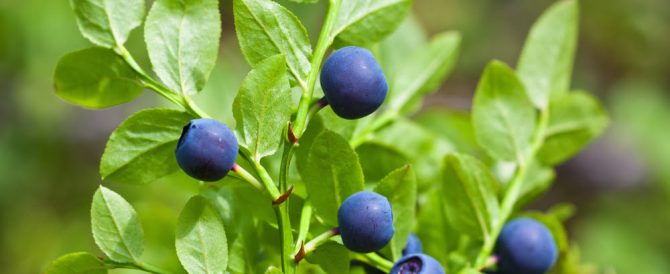 EUROPEAN BLUEBERRY (Vaccinium myrtillus)