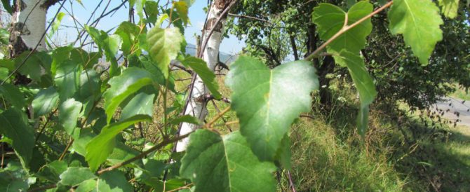 EAST ASIAN WHITE BIRCH (Betula pendula)