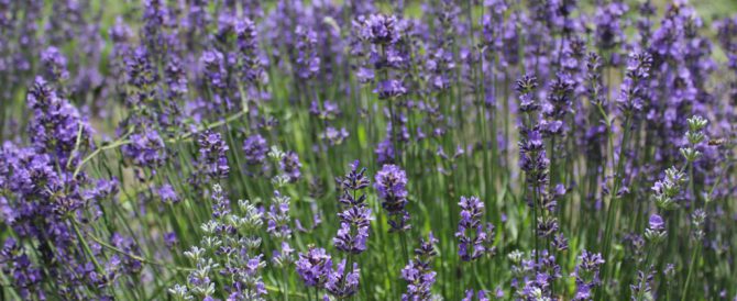 LAVENDER SPECIES (Lavandula spp.)