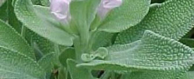 SALVIA (Salvia officinalis)