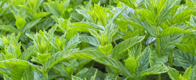 MINT SPECIES (Mentha spp.)