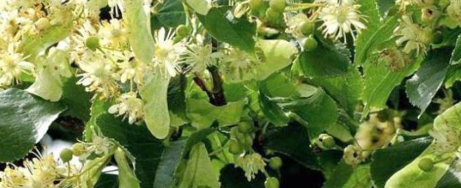 SMALL-LEAVED LIME (Tilia cordata)