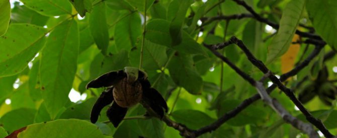 Common walnut (Juglans regia)
