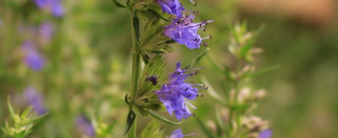 Izsop 03 Hyssop (Hyssopus officinalis)