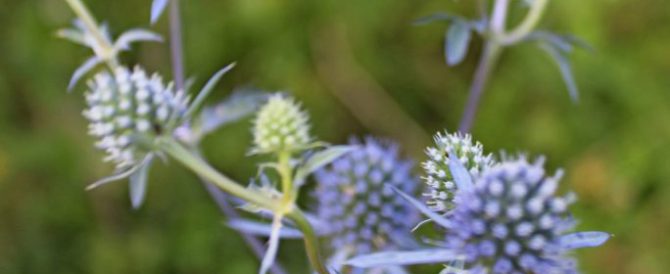 Blue eryngo (Eryngium planum)
