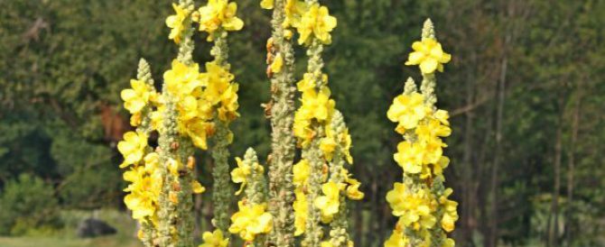 Orange mullein (Verbascum phlomoides)