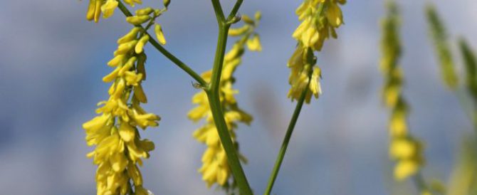 Common melilot (Melilotus officinalis)