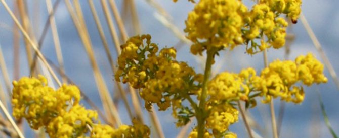 Yellow bedstraw (Galium verum)